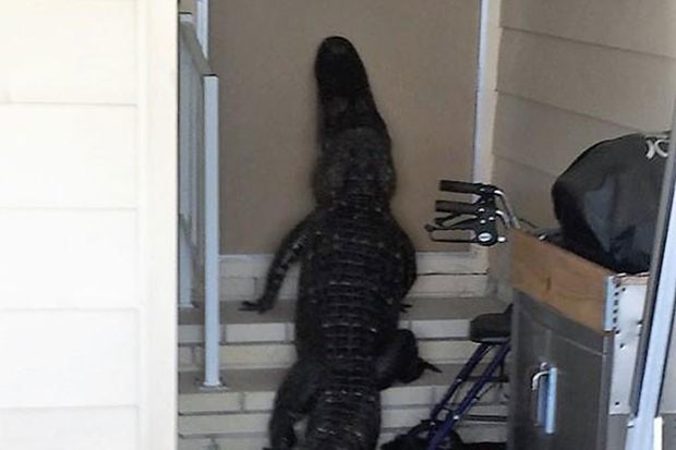 Jacaré de quase três metros tentou entrar em casa em Plant City (Foto: Reprodução/Twitter/Hillsborough County Sheriff's Office)