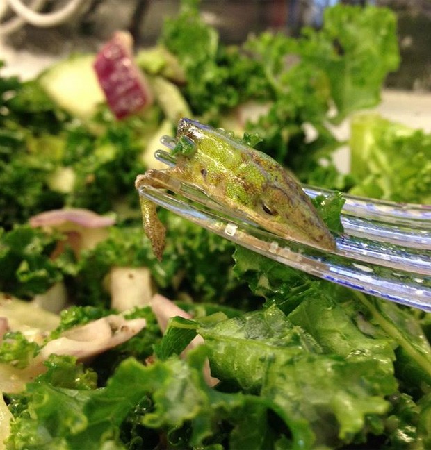 Americana ficou chocada ao encontrar cabea de lagarto em salada de restaurante em Nova York, nos EUA (Foto: Reproduo/Facebook/Johnny Pomatto)