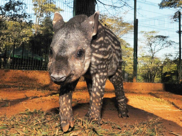 Matilda é o nome da nova anta do zoológico de Brasília (Foto: Renato Araújo/Agência Brasília) Matilda é o nome da nova anta do zoológico de Brasília (Foto: Renato Araújo/Agência Brasília)