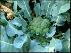 Calor e tempo seco afetam a produção de brócolis do RJ