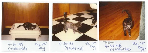 Sequência de polaroides mostra gata Tiffany Two logo que ela chegou à casa da dona, em 1988 (Foto: Guinness World Records/Divulgação)