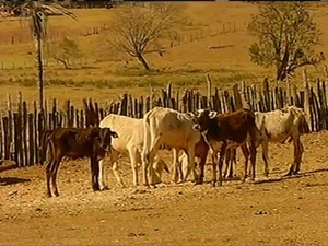 Seca tem provocado uma redução no rebanho bovino. (Foto: Reprodução/Inter TV)