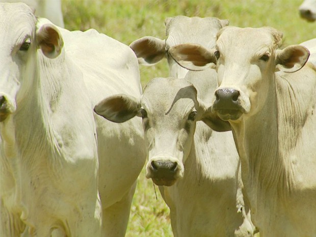 Número de furtos a gado cresceu 37,7% entre janeiro e setembro no Sul de Minas (Foto: Reprodução EPTV)