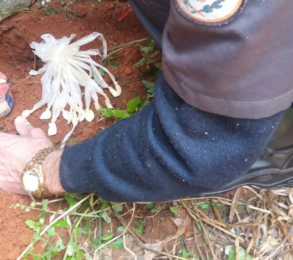 Droga apreendida em terreno abandonado em Italva (Foto: Polícia Militar/Divulgação)