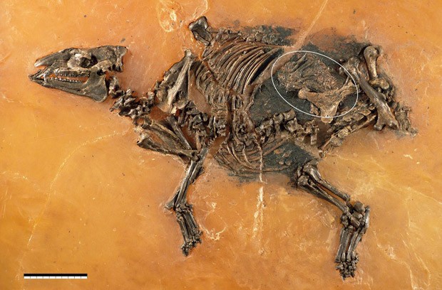 Esqueleto de fêmea de Eurohippus messelensis de 48 milhões de anos foi encontrado com feto bem preservado; área destacada indica posição do feto (Foto: Senckenberg Forschungsinstitut Frankfurt, Sven Tränkner)