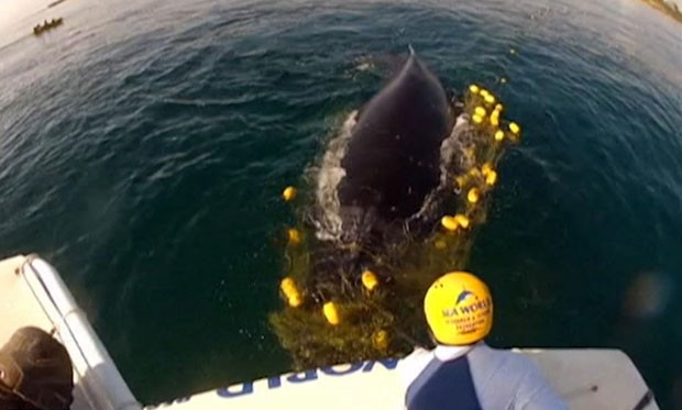 Jubarte se aproxima de barco antes de ser solto (Foto: BBC)