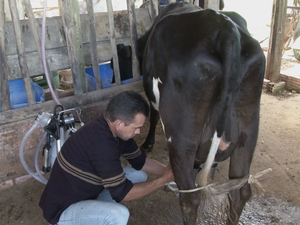 Técnicos do Sebrae vêm e nos orientam, relata produtor rural (Foto: Reprodução/TV TEM) Técnicos do Sebrae vêm e nos orientam, relata produtor rural (Foto: Reprodução/TV TEM)