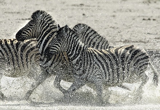 Quando em grupo, zebras-da-planície podem confundir seus predadores com a confusão criada pelas linhas verticais  (Foto: © Haroldo Castro/ÉPOCA)