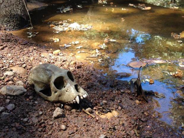 Ossadas de vários macacos foram encontradas no Norte de Minas (Foto: Pablo Caires/Inter TV)