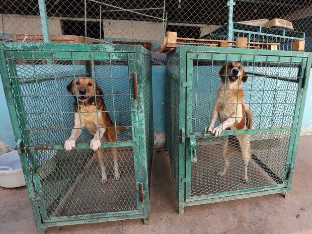 Cães resgatados pelo veterinário líbio Khalal Kaal em sua clínica em Tripoli (Foto: AFP Photo/Mahmud Turkia) Cães resgatados pelo veterinário líbio Khalal Kaal em sua clínica em Tripoli (Foto: AFP Photo/Mahmud Turkia)