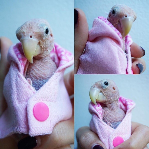 Rhea é conhecido como 'Passarinho Pelado'
