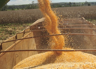 agricultura-milho-colheita (Foto: Ernesto de Souza/Ed. Globo)