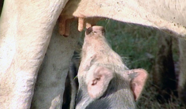 Filhotes de porco mamam nas vacas de fazenda em Linhares. (Foto: Reprodução/TV Gazeta)