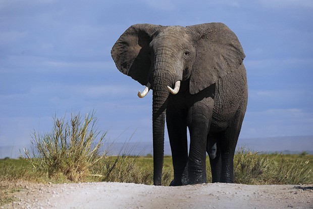 Elefante anda pelo Parque Nacional Amboseli, a 220 quilômetros de Nairobi, nesta segunda-feira (7). (Fot AFP Photo/Tony Karumba)