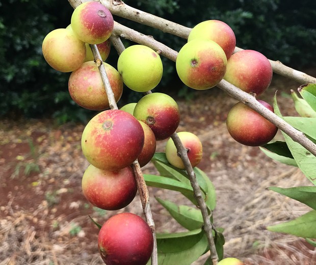 10 frutíferas nativas que você precisa conhecer (e ter em casa) (Foto: Gustavo Giacon/Viveiro Ciprest/Divulgação)