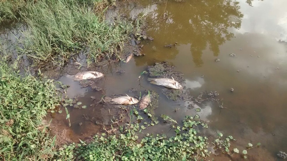 Peixes apareceram mortos no córrego que abastece o Bairro Água Espalhada (Foto: Dayane Mara Frasson/Cedida)