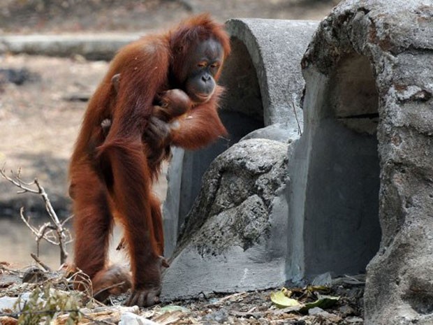 Segundo o zoo, o sexo do bebê é desconhecido já que Tori não permite a aproximação de tratadores. Mesmo assim, a direção do local batizou o bebê primata de  (Foto: Anwar Mustafa/AFP)