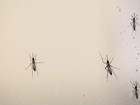 Garanhuns reduz 1,4% no índice de infestação predial do Aedes Aegypti