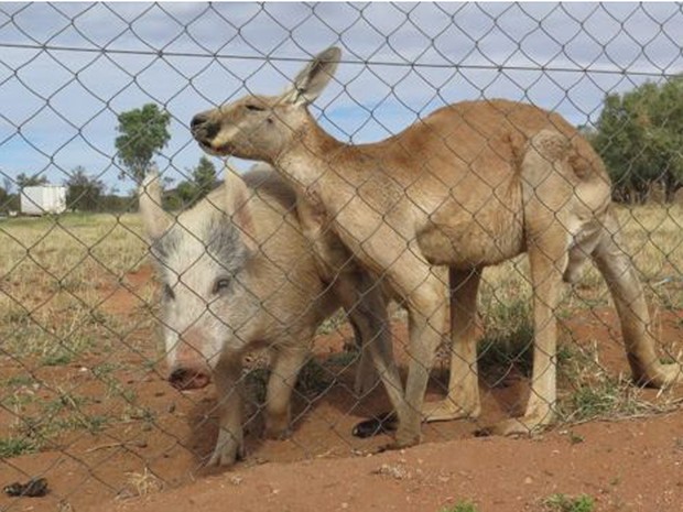 Desde que Apples chegou ao centro há um ano, o canguru macho mostrou-se muito interessado por ela  (Foto: Ryan Frazer/BBC)