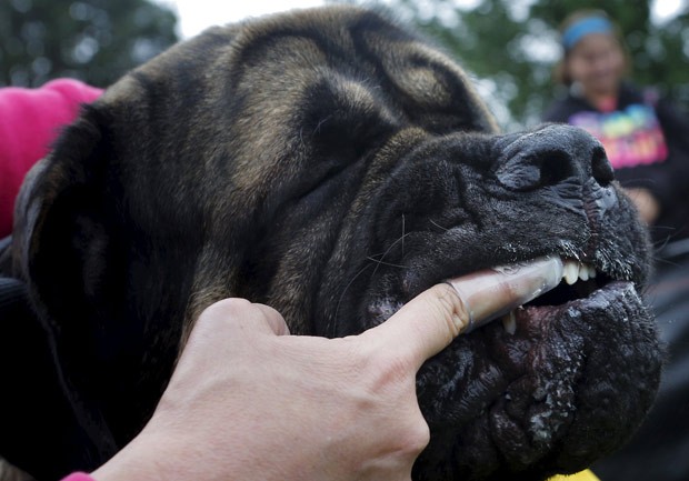 Tentativa reuniu 229 cães e ficou a 39 do atual recorde (Foto: Brian Snyder/Reuters)