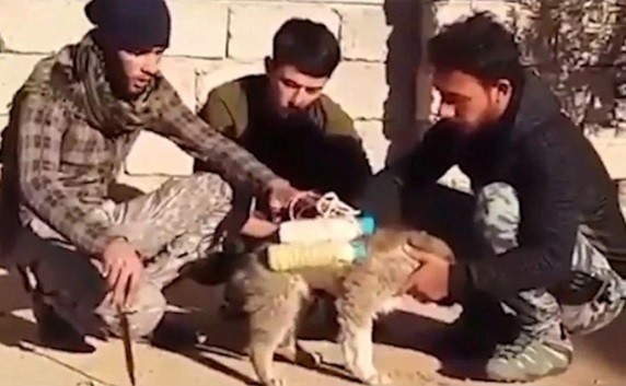 Mil&iacute;cia encontra c&atilde;o-bomba e consegue desarmar explosivo do EI