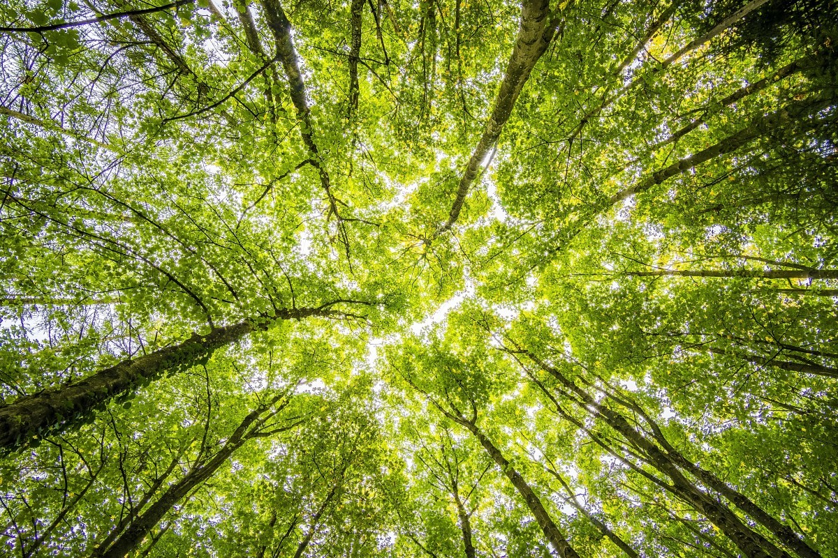 Conheça 10 ações surpreendentes das árvores que você não vai acreditar no que fazem (Foto: Pexels / Felix Mittermeier / CreativeCommons)