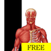 Visual Anatomy
