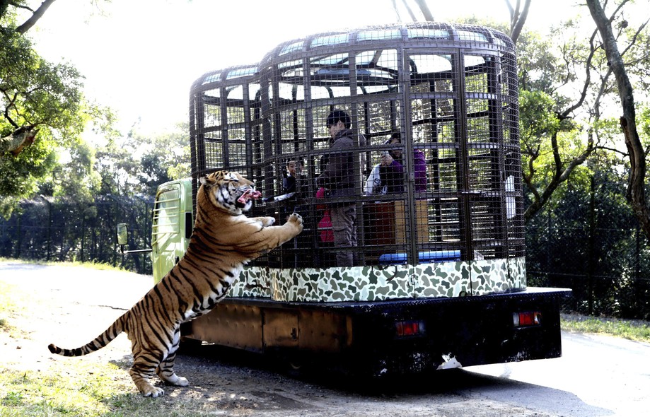 Jovem joga pedaço de carne a tigre no parque temático de Leofoo, em Taiwan. A entrada ao local, que custa cerca de 65 dólares, dá direito a um passeio em que o turista alimenta leões, tigres e babuínos