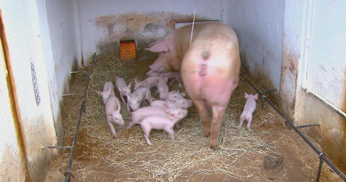 G1 Ninhos com mais espaço reduzem estresse de porcas, diz estudo da USP notícias em São
