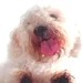 Proteção de Tela: Poodle Lambendo