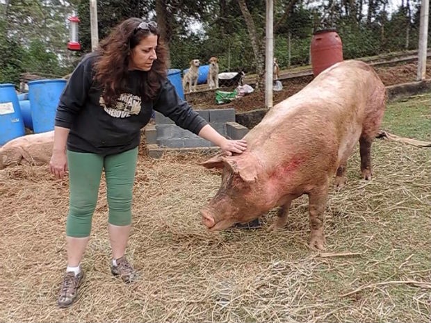 Porcos foram levados por ativistas para santuário em São Roque (Foto: Jomar Bellini / G1)