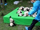 Centro de reprodução de pandas apresenta filhotes a público na China