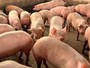 Preço das carnes de aves e suínos pode subir, diz ABPA Preço das carnes de aves e suínos pode subir, diz ABPA