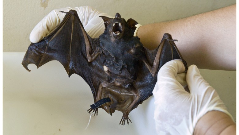 morcego-transmissor-raiva (Foto: Prefeitura de Olinda/CCommons)