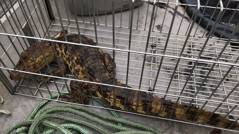 Réptil vai ser solto em seu habitat, afastado da comunidade (Foto: Walter Paparazzo/G1)