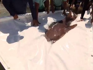Tubarão-lixa foi solto no mar da Praia do Forte, na Bahia (Foto: Reprodução / TV Bahia)