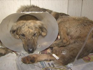 Cachorro foi levado para clínica veterinária, onde passará por cirurgia (Foto: TV Globo/ Reprodução)