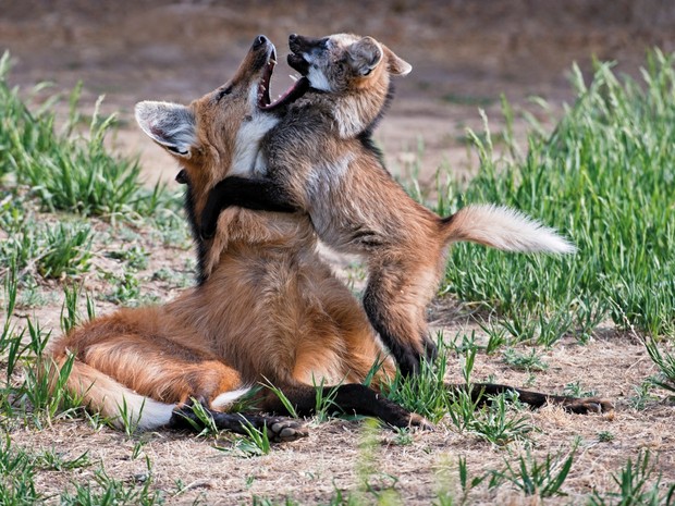 Lobos na Serra da Canastra (Foto: Adriano Gambarini/Divulgação)