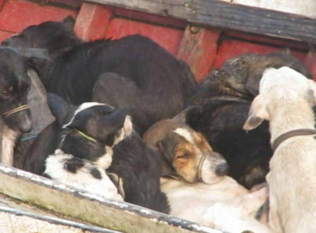 Cães Caçados Prefeito Santa Cruz do Arari Pará (Foto: Reprodução/TV Liberal)