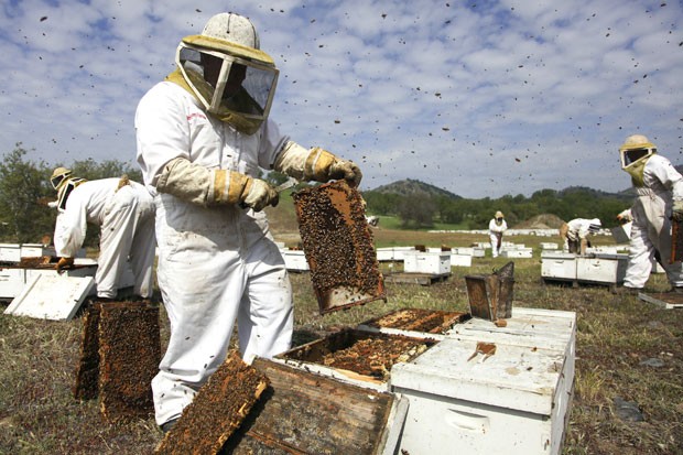 Apicultores checam colmeias em fazenda em Piedra, na Califórnia (Foto: Jim Wilson/The New York Times)