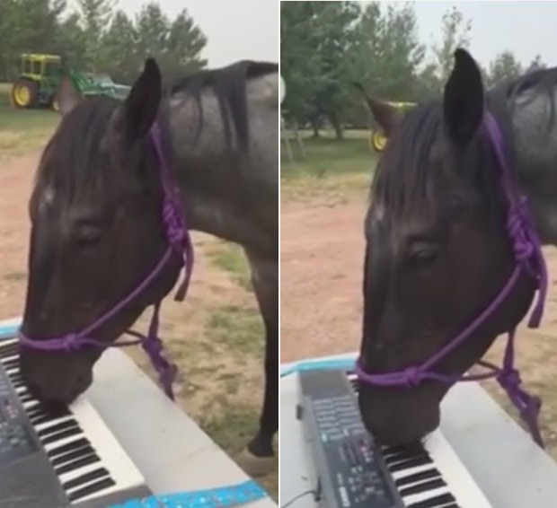 Cavalo fez sucesso na internet ao ser filmado tocando teclado (Foto: Reprodução/YouTube/DEEandSAPPHIRE)