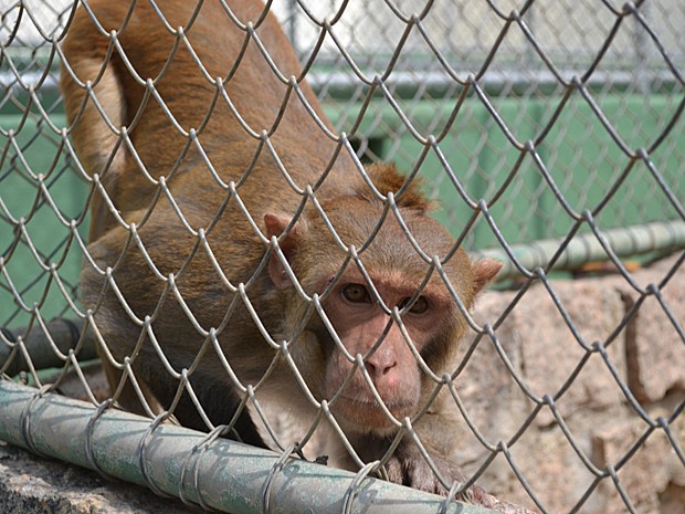 Um dos macacos que vivem no macacário do Butantan (Foto: Maria Teresa Valentini/Instituto Butantan)