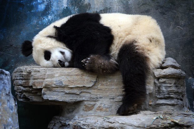 Panda gigante é fotografado tirando cochilo em zoológico de Pequim, na China. (Foto: Mark Ralston/AFP)