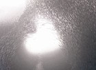 Dança das sardinhas forma coração no mar (Jun V. Lao/ Caters News)