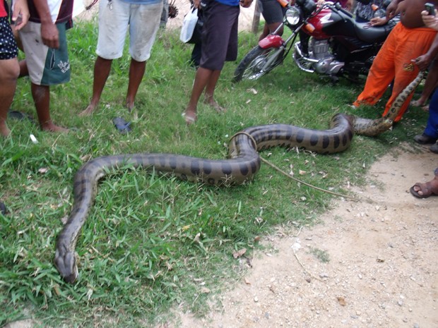 Segundo Embasa, cobra foi solta em reserva ecológica (Foto: Robenilton Matos/ Giro em Ipiaú)