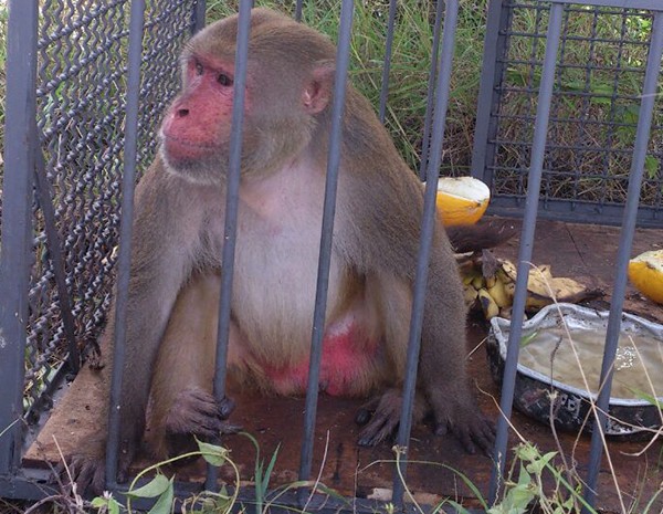 Macaco encontrado às margens da BR-104 (Foto: Divulgação/ Polícia Civil)