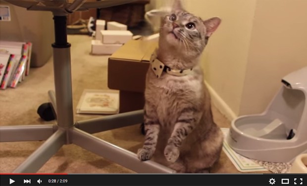 Vídeos de gato estimulam emoções positivas, diz estudo; na foto, Nala, uma das 'gatas celebridade' (Foto: Reprodução/youTube/iamnalacat)