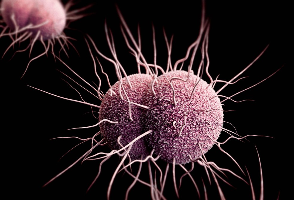 Ilustração mostra imagem tridimensional gerada por computador de bactérias Neisseria gonorrhoeae resistentes a antibiótico  (Foto: CDC/ James Archer)