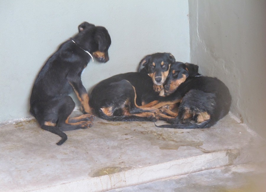 Cães de Bola (Foto: Glauco Araújo/G1)