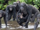 Chimpanzés infectados e abandonados por laboratório de NY 'colonizam' ilhas africanas